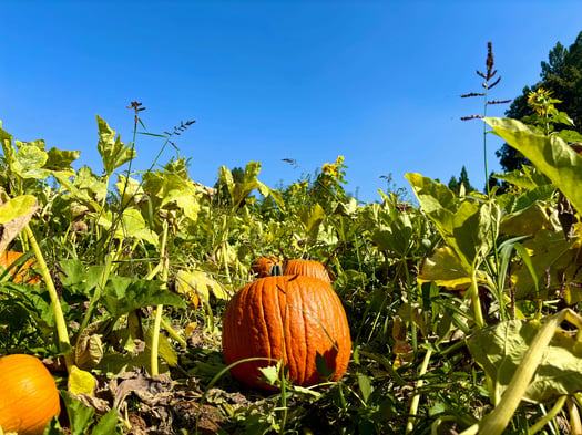 Single_pumpkin_in_a_field